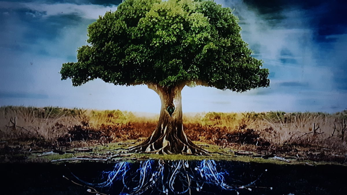 The Tree Of Life 