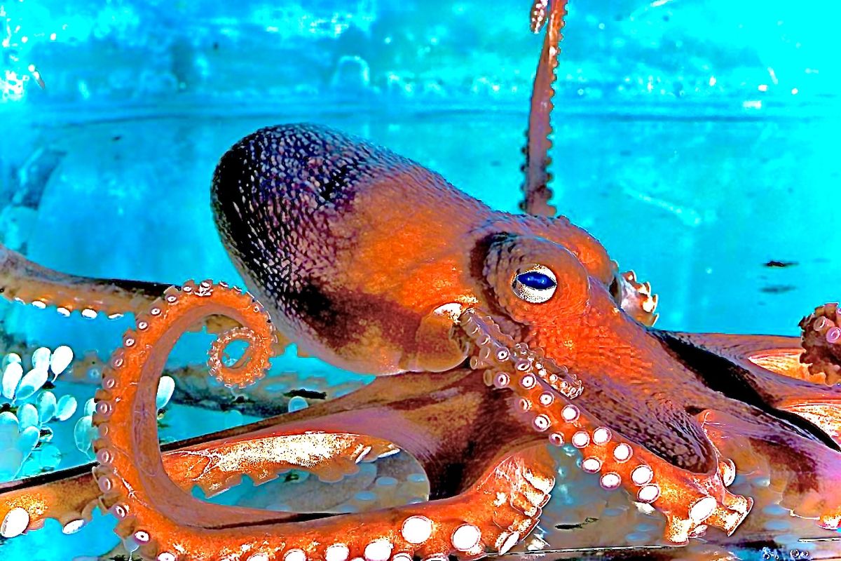 Octopus