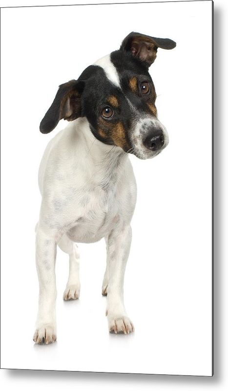 Jerry the fox terrier