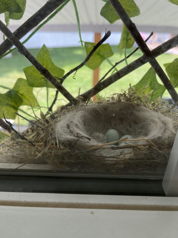 The Nest