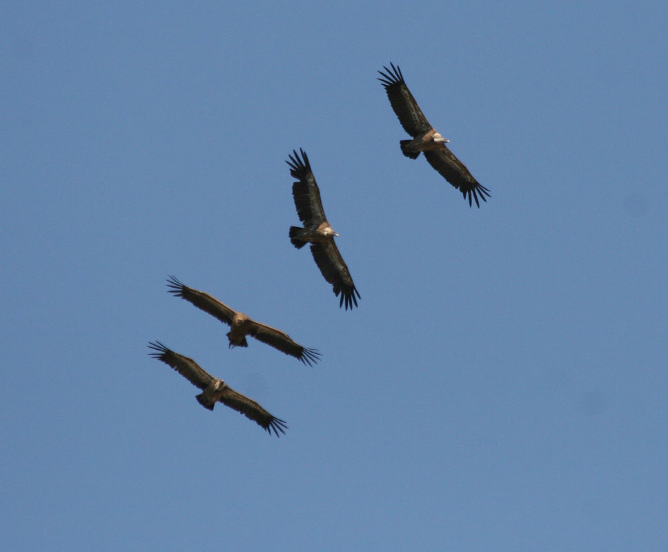 BIRDS