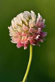 Trifolium pollinated courtesy bombus