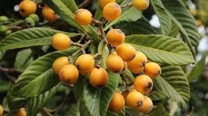 Eriobotrya japonica