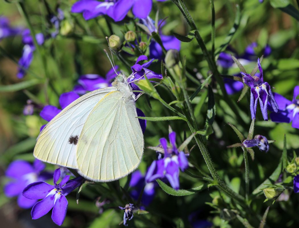 Mama The White Butterfly