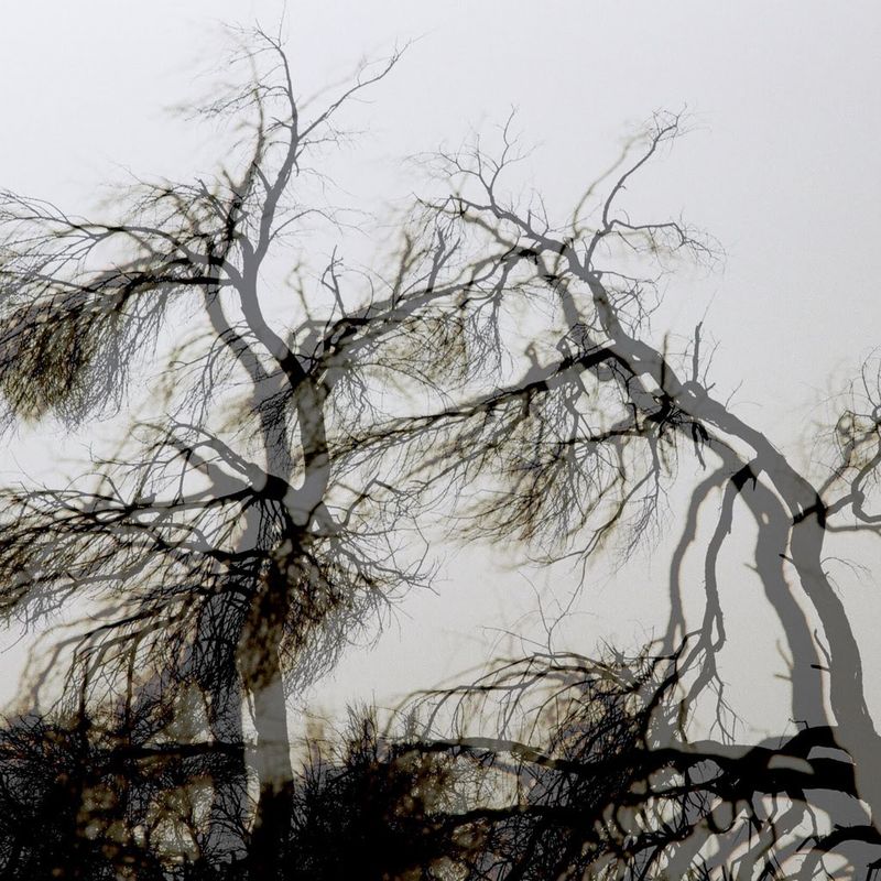 Parallel Trees