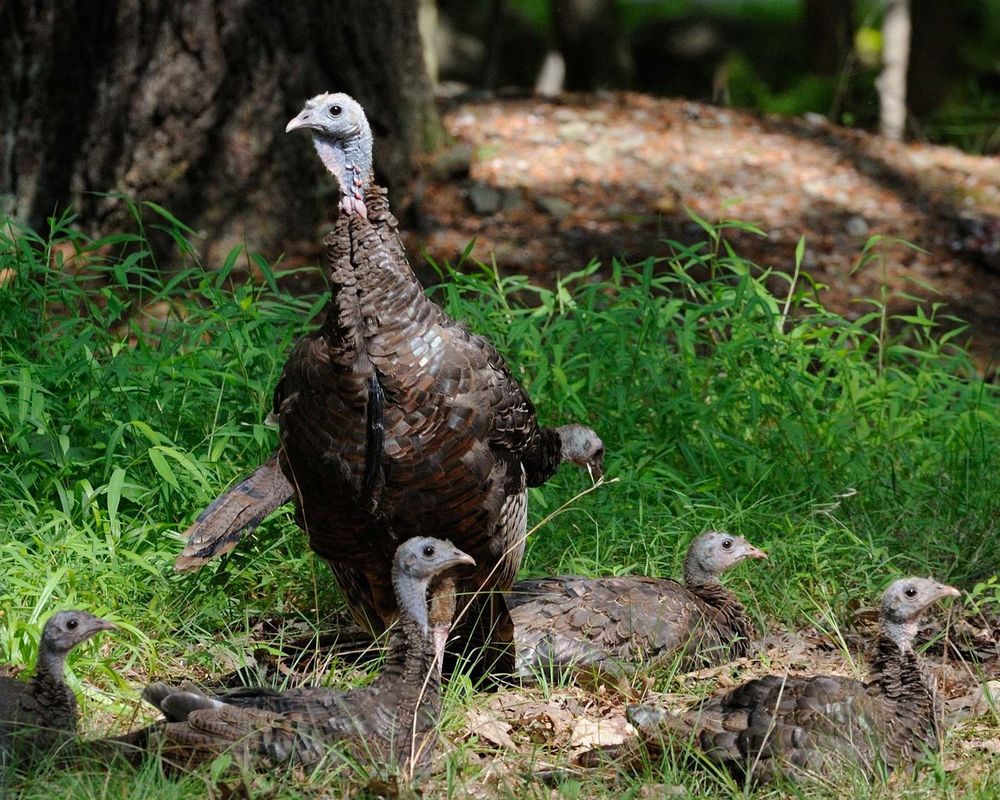 A WILD TURKEY AND HER POULT