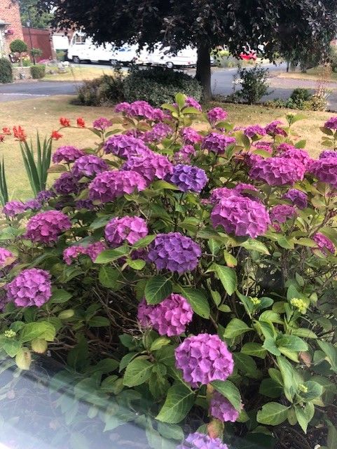Magenta Hydrangeas