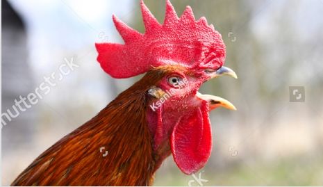 For whom the Cock crows