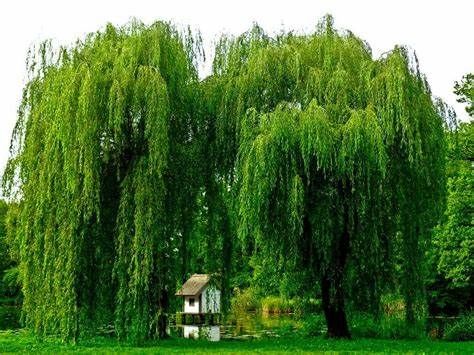 A willows will