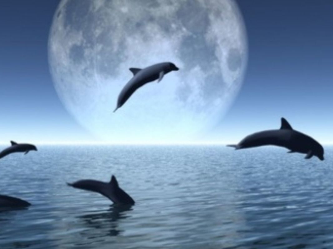 Dolphins: ( Freedom Theme)