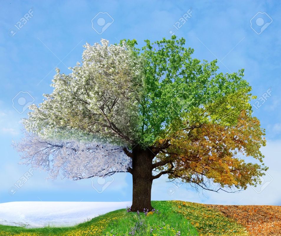 WILLIAMSJI MAVELI : POEM: SEASONS