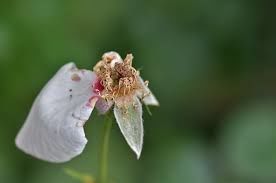 Summer's Rose: ( Haiku)