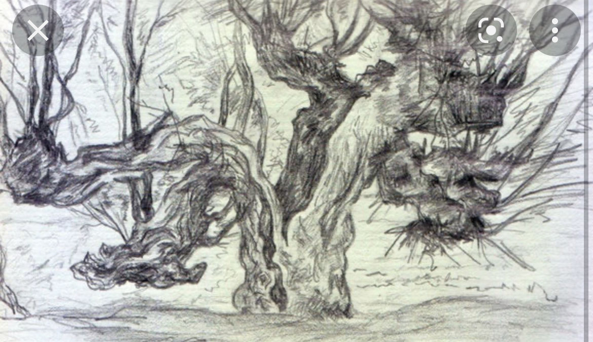 Timber