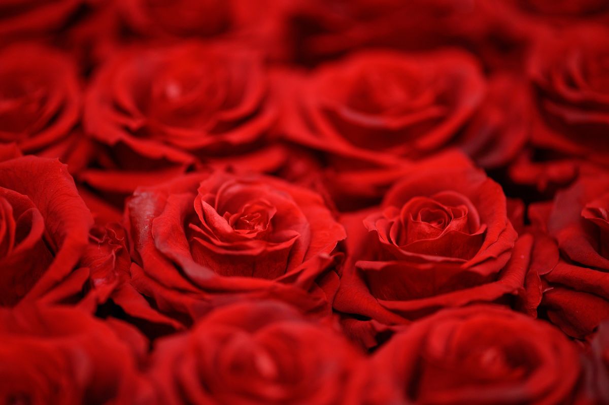 The Romantic