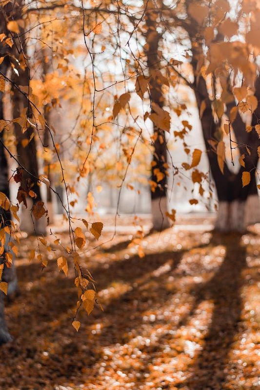 The Beginning of Autumn