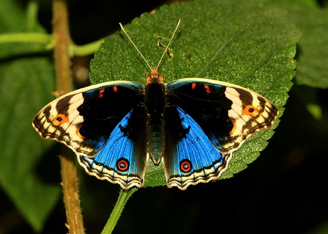 BUTTERFLIES