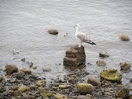 At The Old Headland...