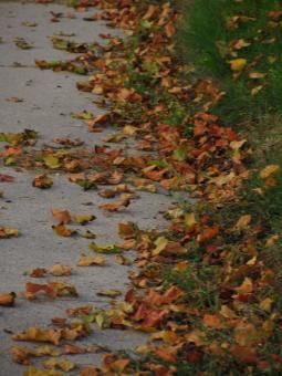 These Rusted Leaves...