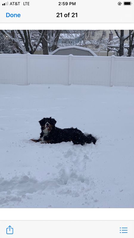 I walk my dog
