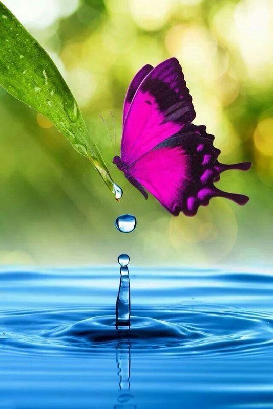 WILLIAMSJI MAVELI POEM: DEW