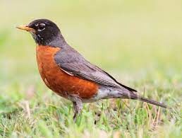 Basking Robins And Droning Wasps