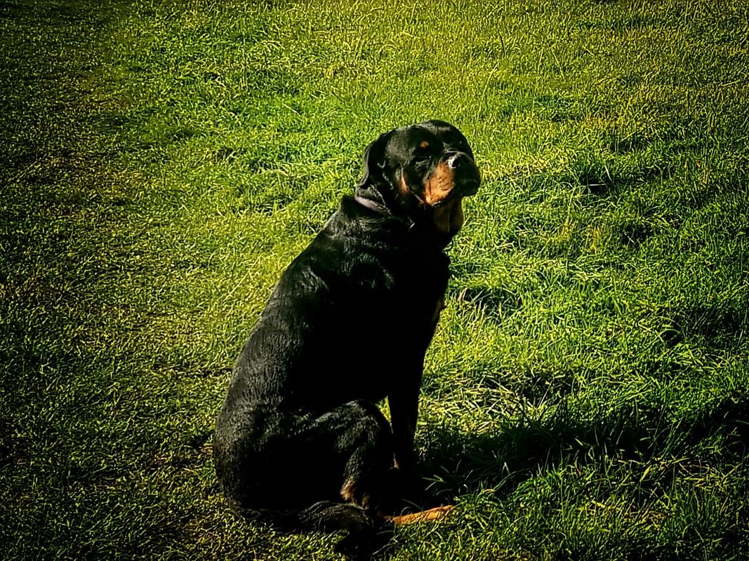 Willow runs in the wind