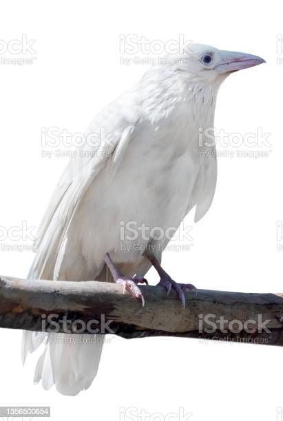 The white raven