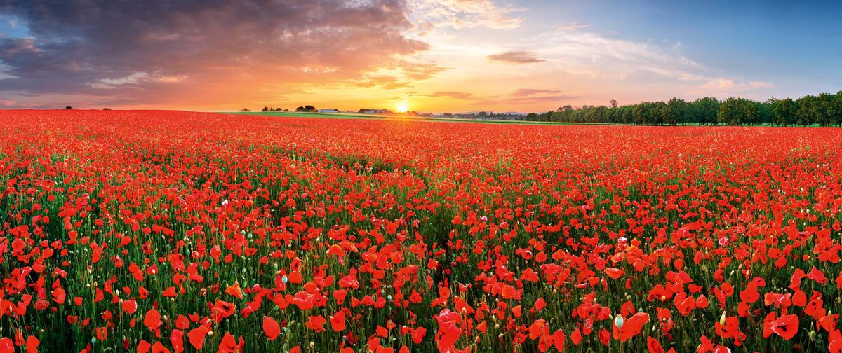 THE POPPIES