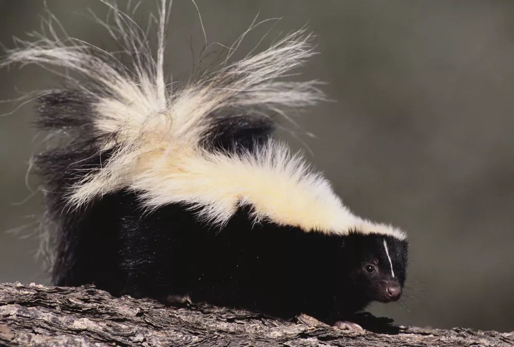 EPITAPH TO A SKUNK
