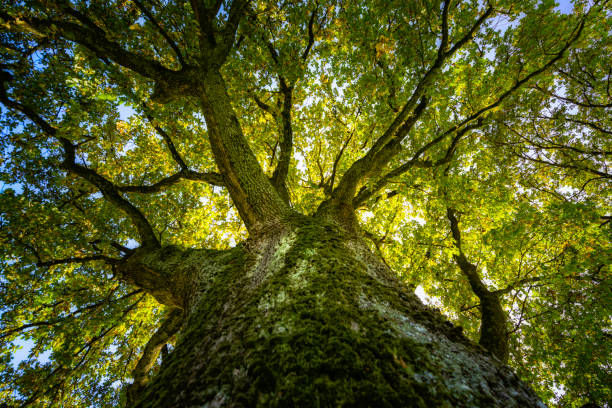 UNDER THE OLD OAK TREE 