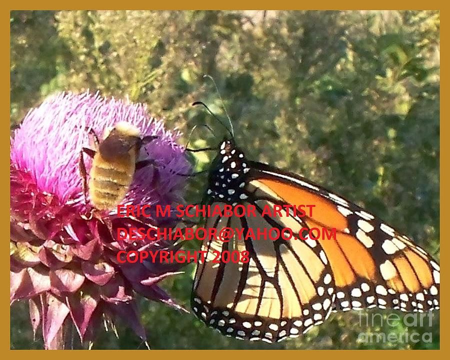 BUMBLE BEE'S AND BUTTERFLIES
