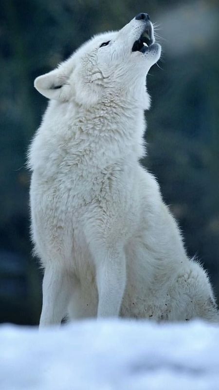 White Wolf Desire