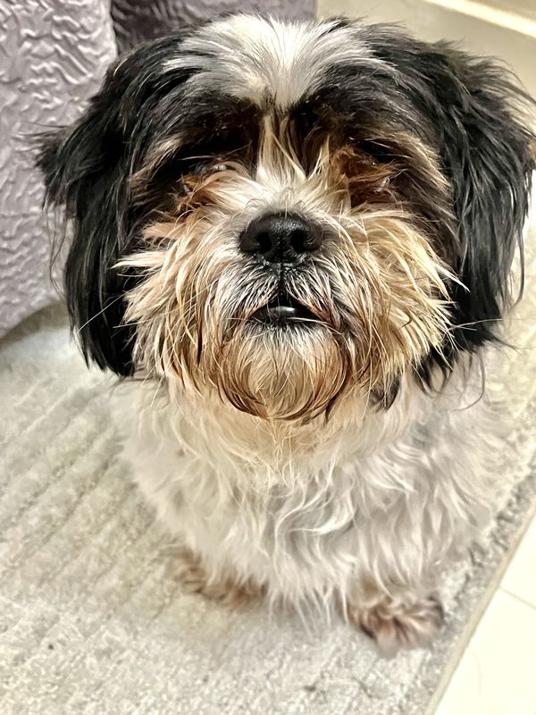 Buster ( 29 Pound Shih-Tzu )