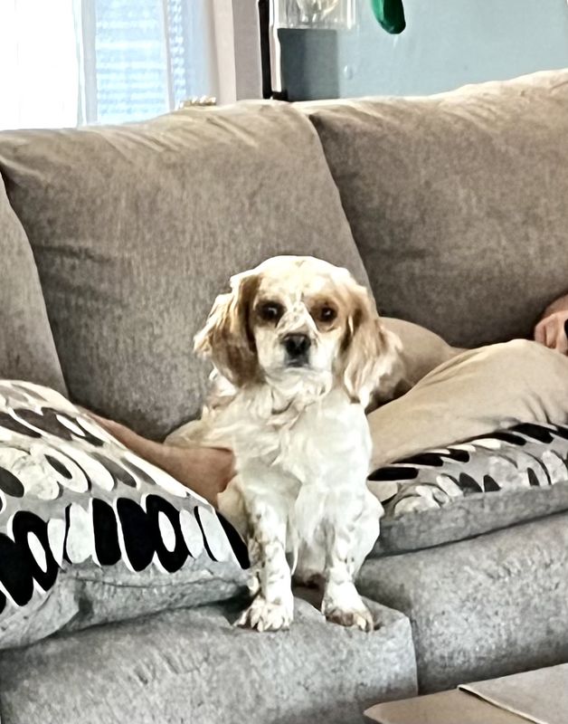 Spot aka: Spotify ( 2 years old ) 
