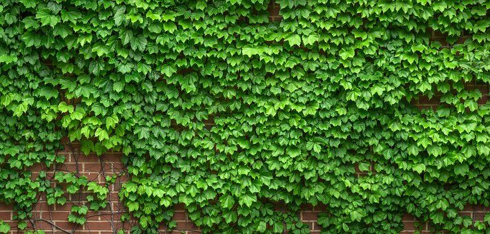 evergreen leaves