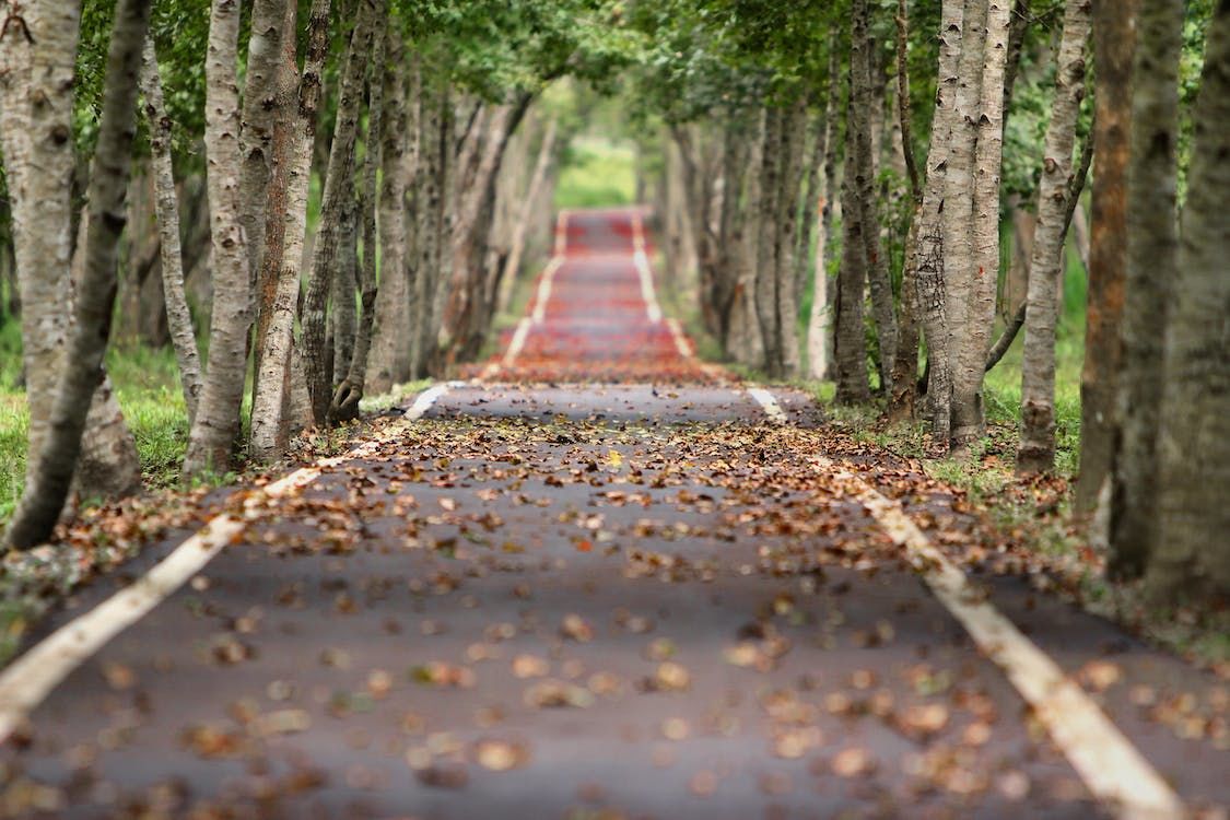 THE ROAD