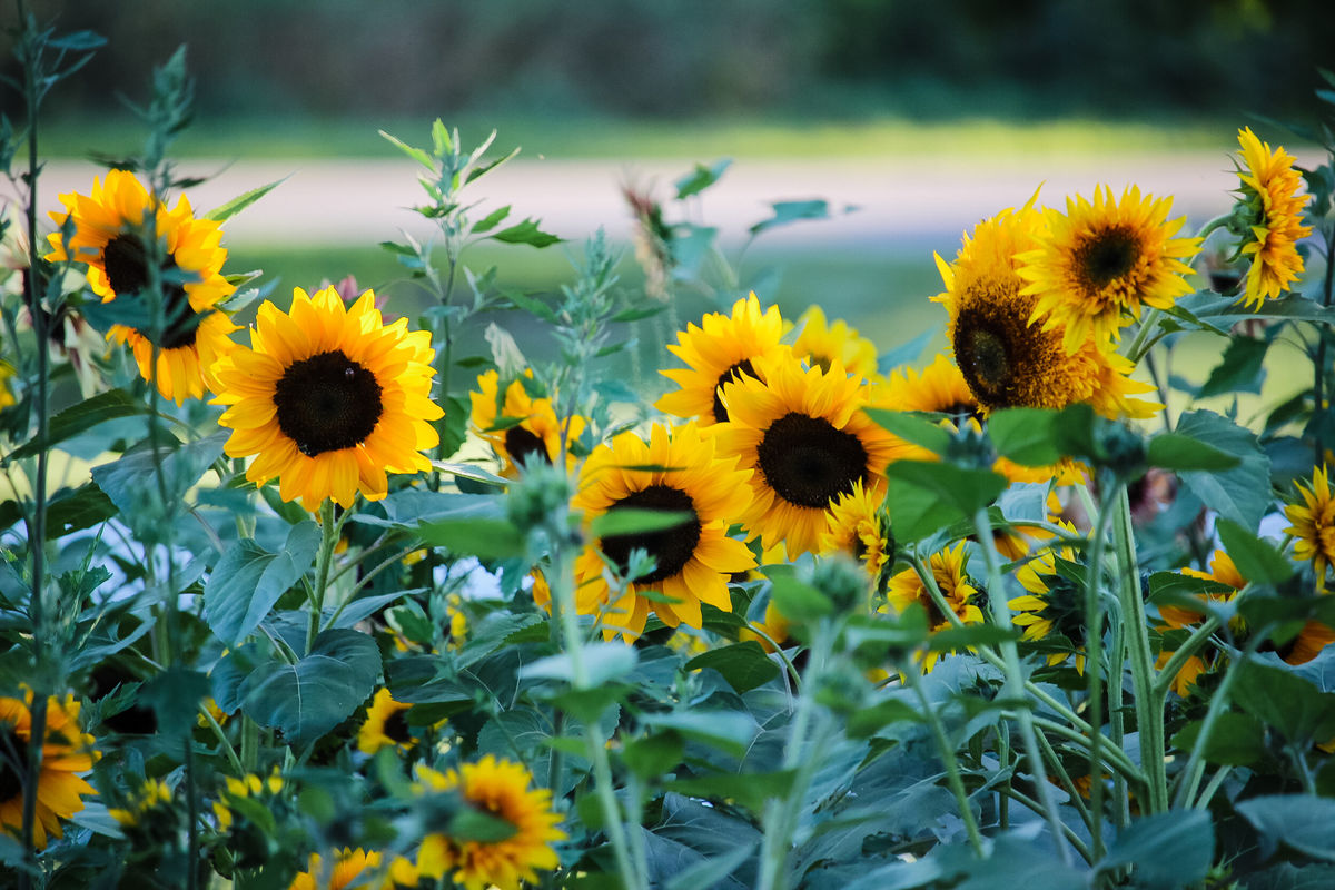 Sunflowers