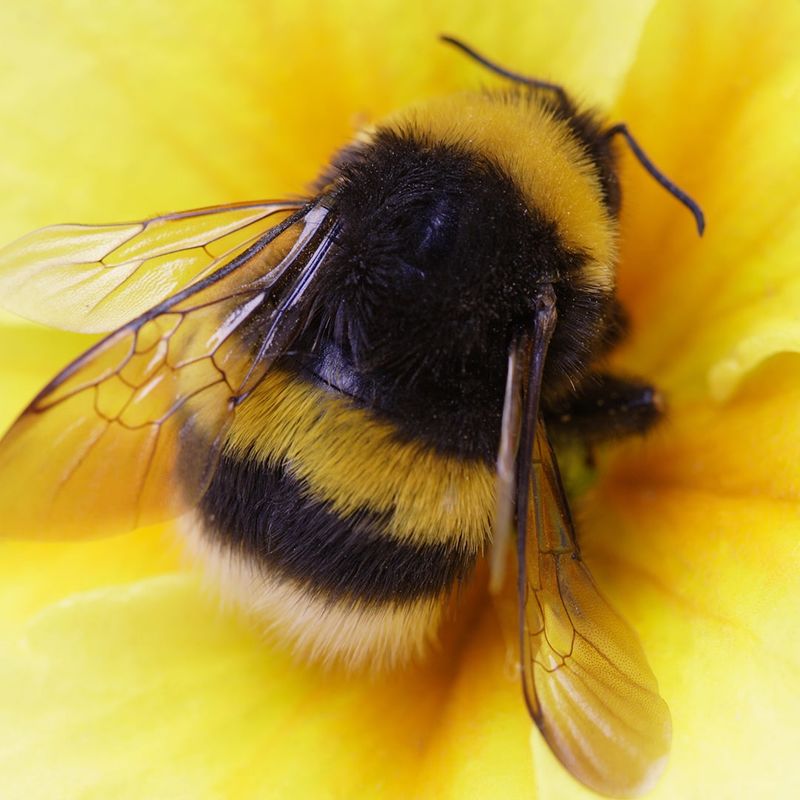 BUSSIER THAN A BUMBLE BEE