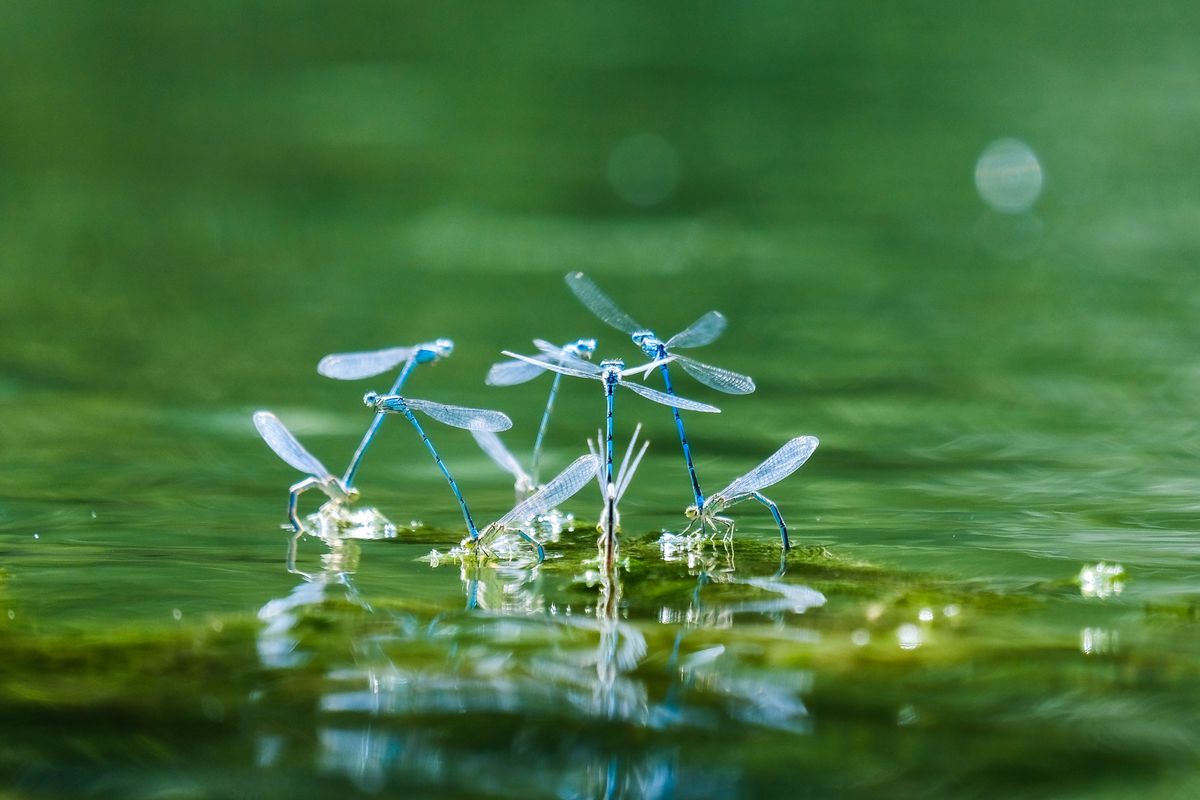 Dance of the Dragonflies
