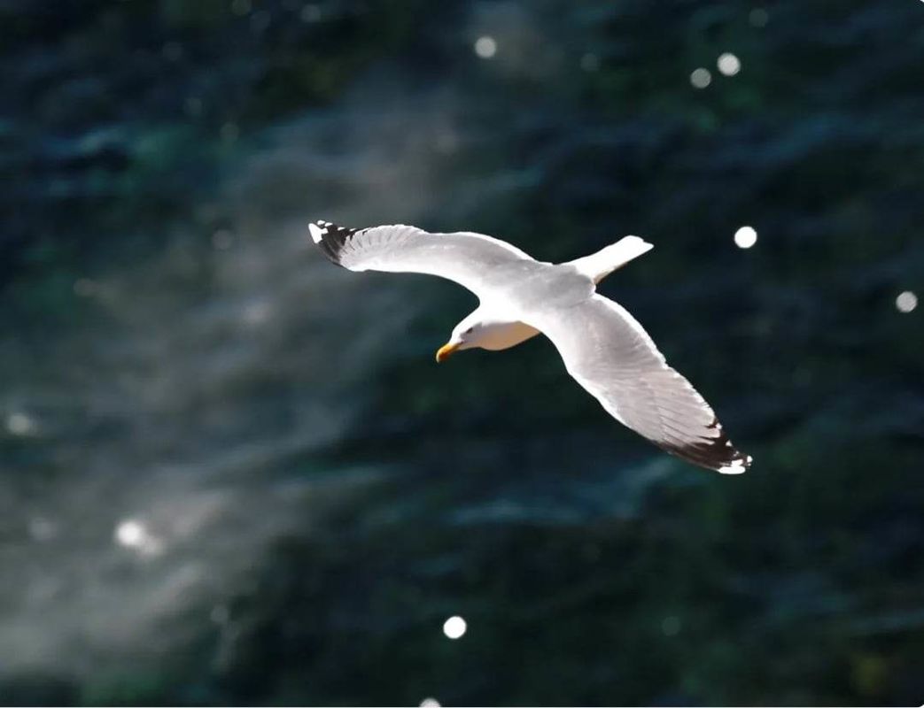 Seagull