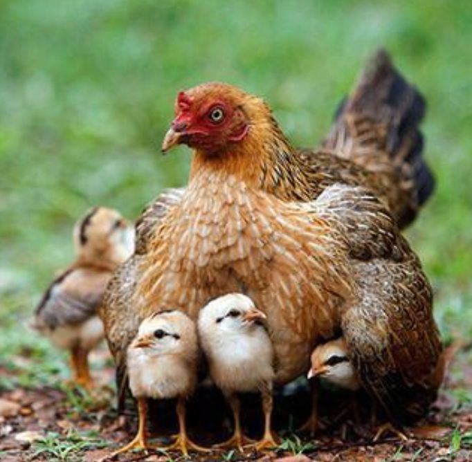 Cluck off