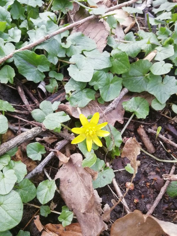 tiny flower