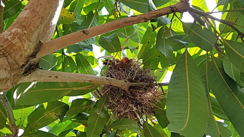 The Tree Nest