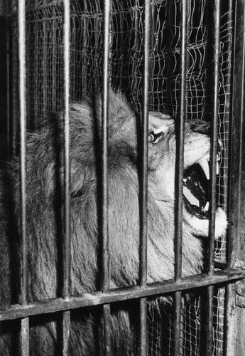 Animalistic Emotion