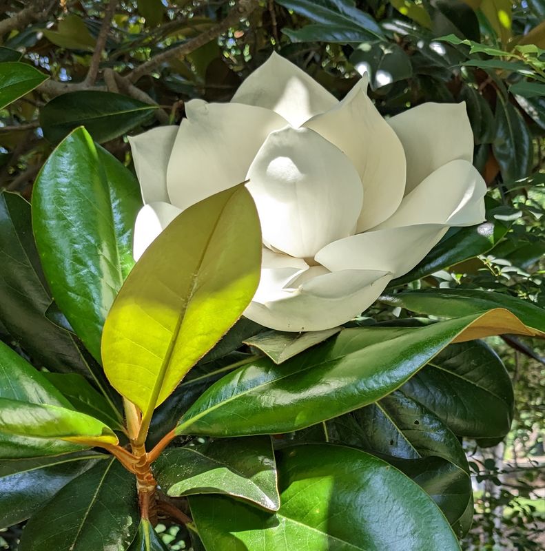 Magnolia's Dream 