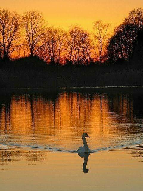DAWN LOVE 