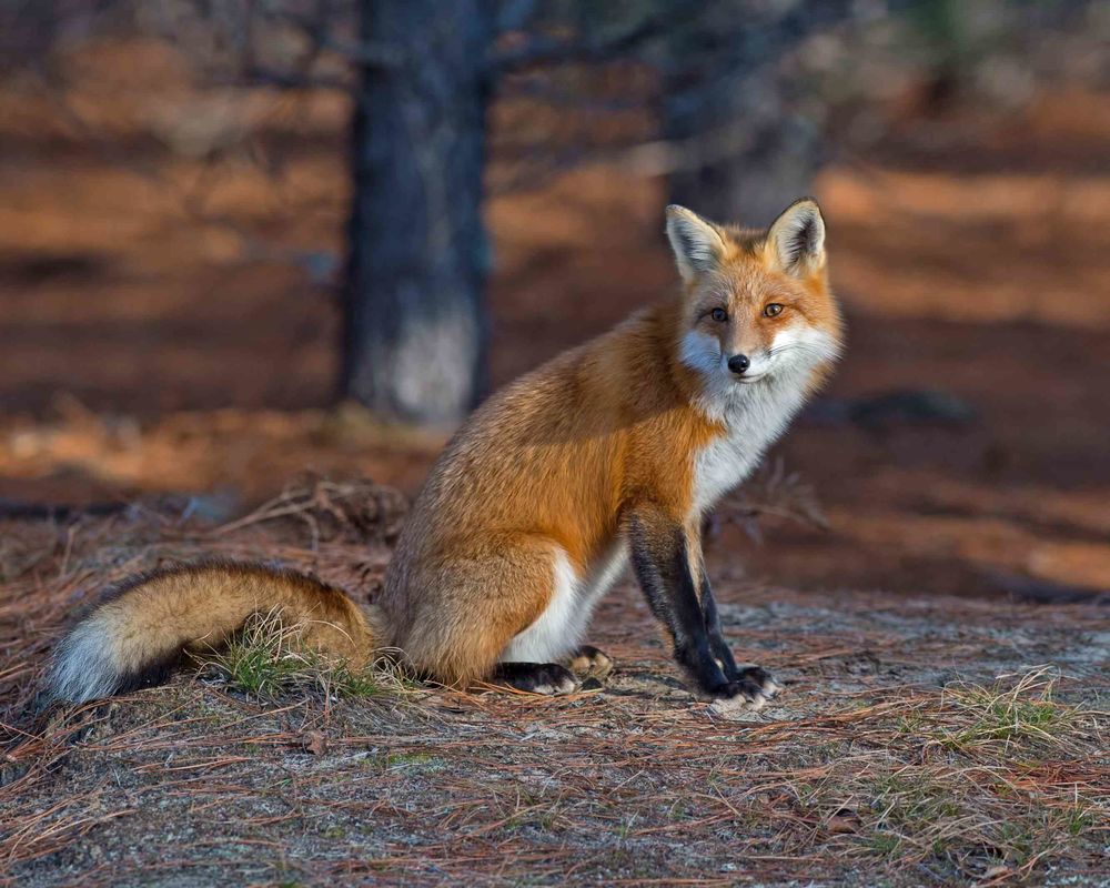 OUT FOX