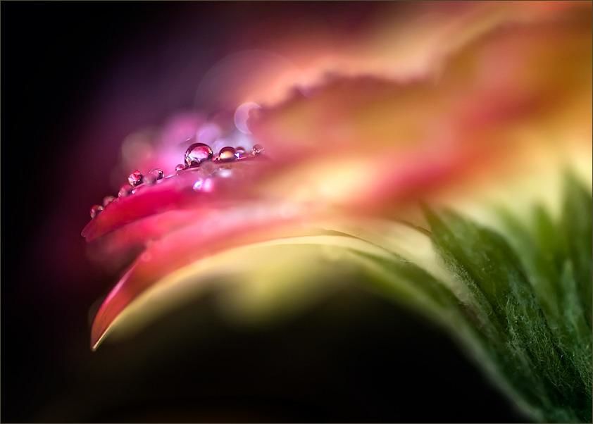 Dewdrop