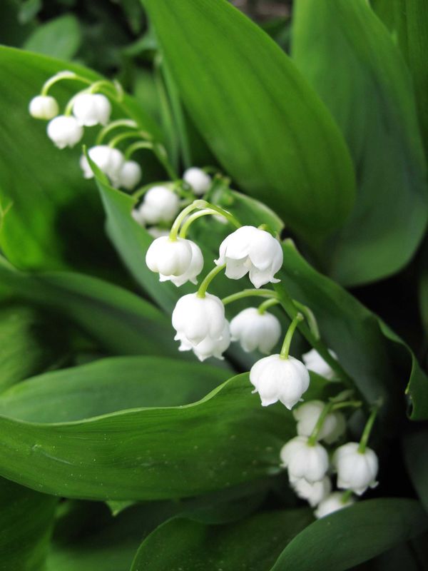 Lily of the Valley