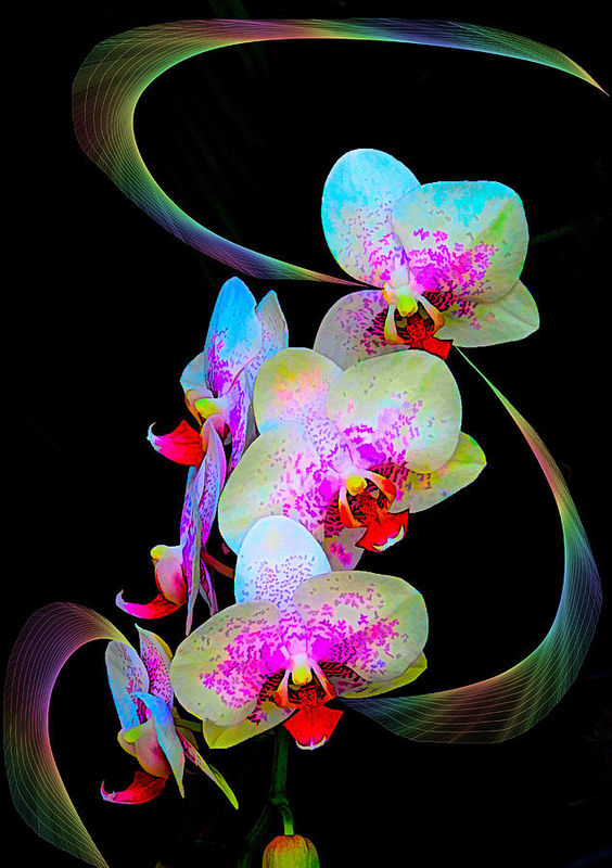 Orchid